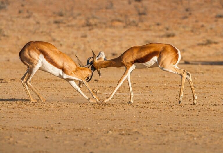 springbok, animals, safari, fighting, fight, antidorcas marsupialis, antelope, gazelle, mammals, wildlife, wild, wilderness, savannah, nature, kalahari, namibia, africa, fighting, fighting, fight, fight, fight, fight, fight