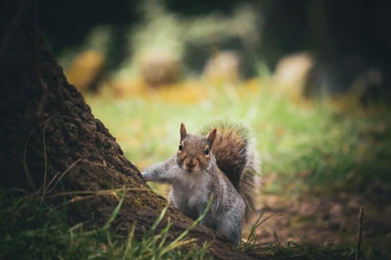 A detailed close-up of a grey squirrel standing on a tree trunk in a natural park setting.