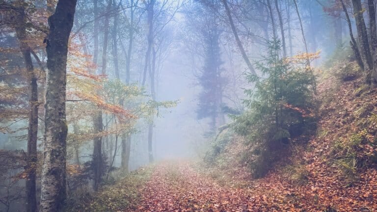 A foggy path in the woods with lots of leaves on the ground