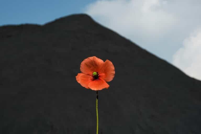 shallow focus photo of orange flower