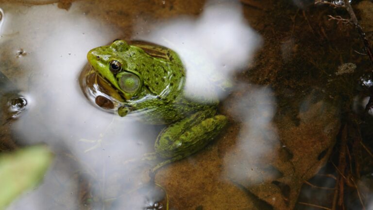 a frog that is sitting in some water