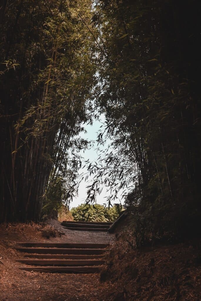 green trees on brown soil