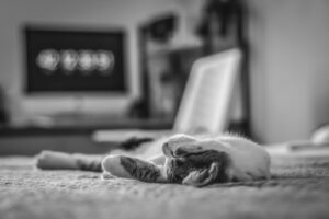 Private Screens, Public Panic: Porn, Curiosity, and Why Shame Isn’t the Answer