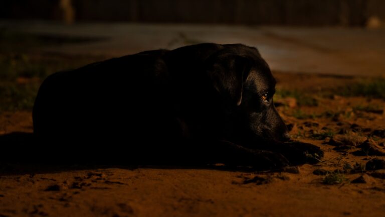 a dog lying on the ground