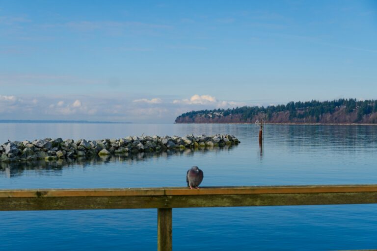 a bird is sitting on the edge of a dock